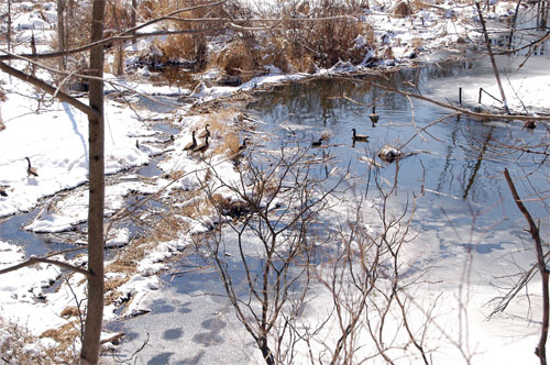 A beaver dam holds back some of Black Creek in Acton, Ontario