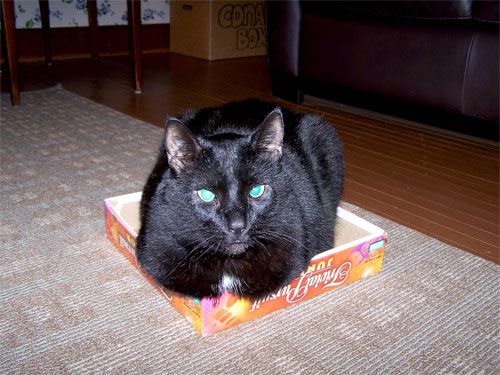 cat in a small box