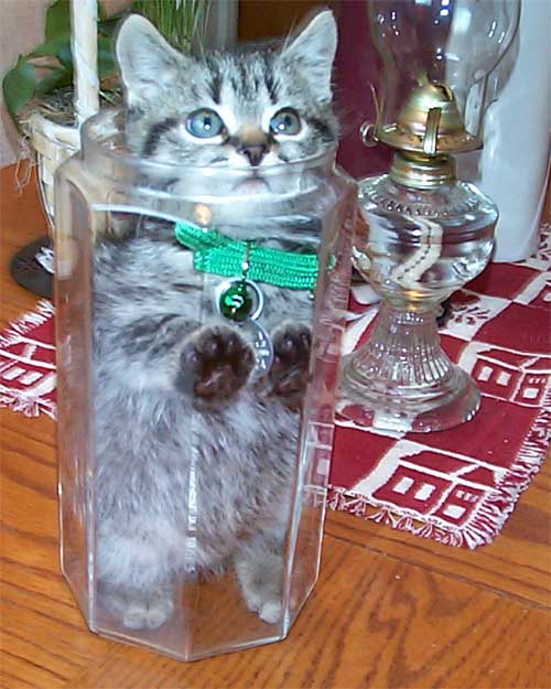 picture of small kitten in glass jar - so cute