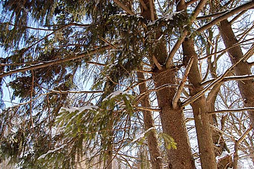 all sorts of trees line the pathway including these coniferous trees