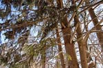 trees along the pathway