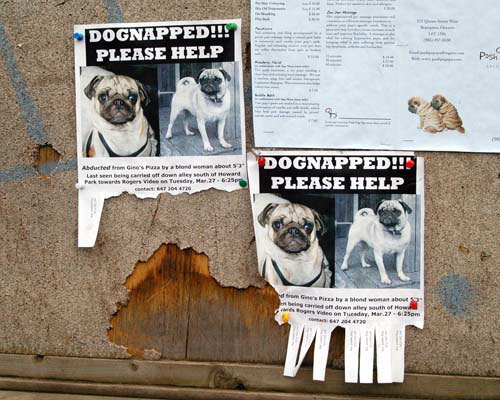 HIgh Park leash free dog zone, Toronto, Ontario. Billboard, dog-napping posting