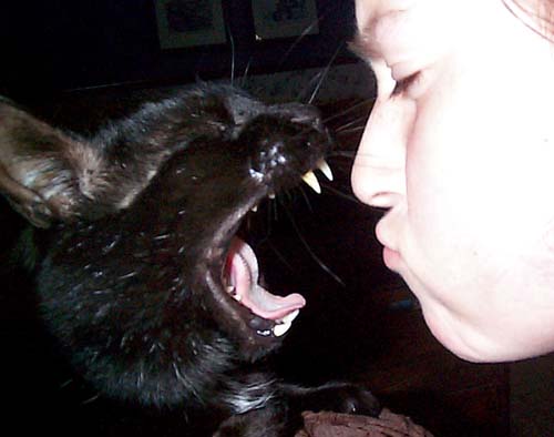 Conan the cat yawns in Erin's face. Large teeth are displayed