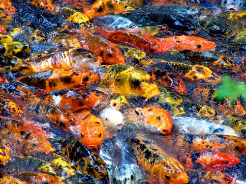 multi-coloured fish strain to get some food and come out of the water