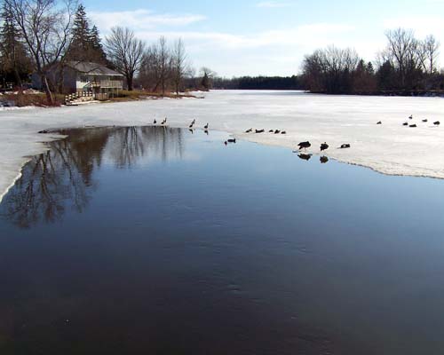Acton's Prospect Park - Fairy Lake. The tributary of the Black Creek brings some of the recent snow melt into the lake and starts to melt the ice. Ducks and geese take advantage of the open water.