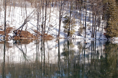 Geese take flight on Frog Pond, Acton, Ontario