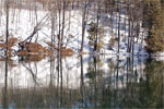 Canadian Geese take flight on Acton's Frog Pond