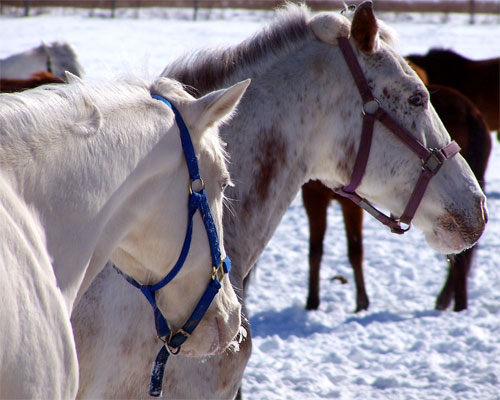 Horses on a farm near Milton, Ontario in the wintertime.