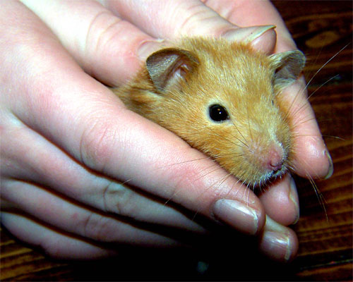 hamster held in hands