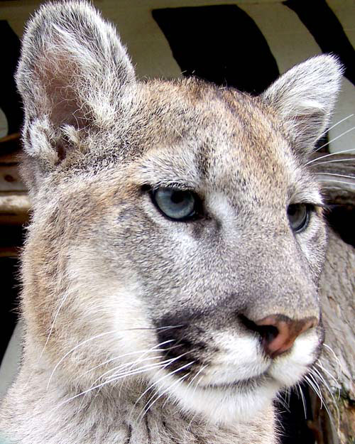 mountain lion from Jungle Cat World in Ontario