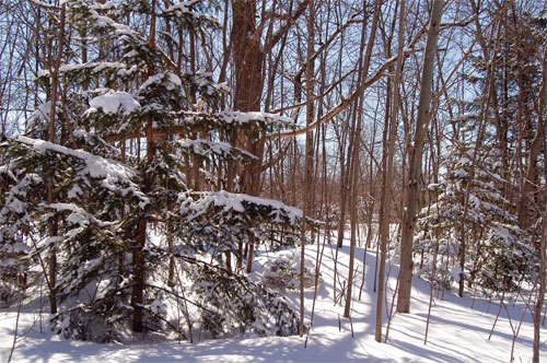 The trees along the nature trail are covered in snow and have interesting shadows in the sun