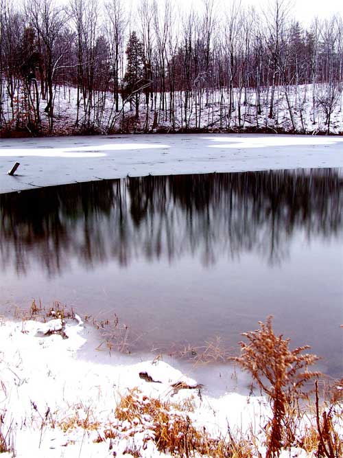 Frog pond, Acton, Ontario