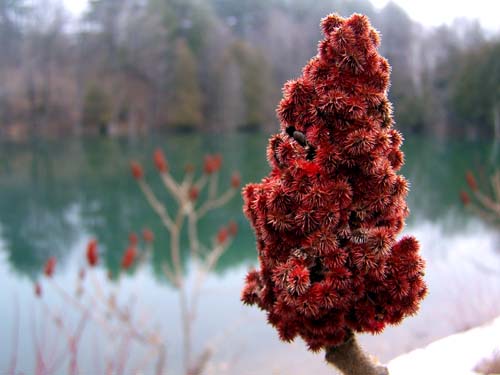 Staghorn sumac fuzzy berries by Frog Pond in Acton