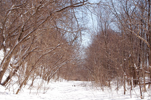 the trees form an arch along the Black Creek path