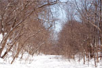 The trees form an arch along the Black Creek path