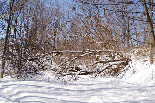 the old grand trunk railway spur line route is not well maintained as trees fall and block the path