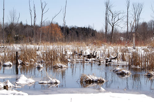 Wildlife enjoying Black Creek