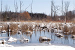 Ducks and geese in Black Creek