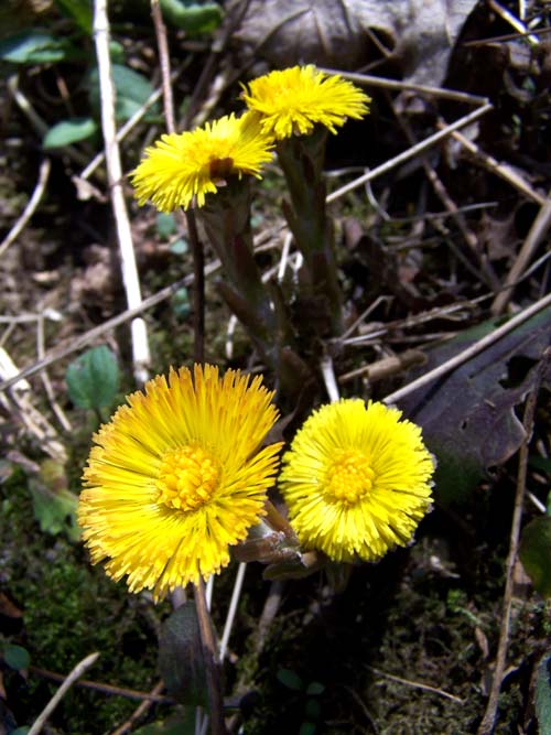 yellow flowers in spring