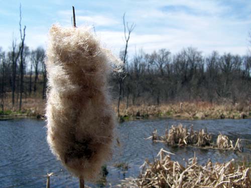 cattail by the beaver pond, black creek, acton