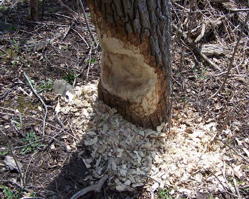 tree knawed on by beaver