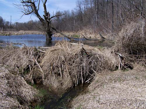 beaver pond in the black creek, acton
