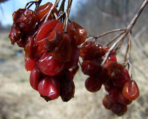 old red berries along the black creek, acton