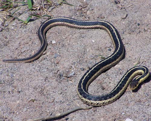 snake in spring beside frog pond, acton