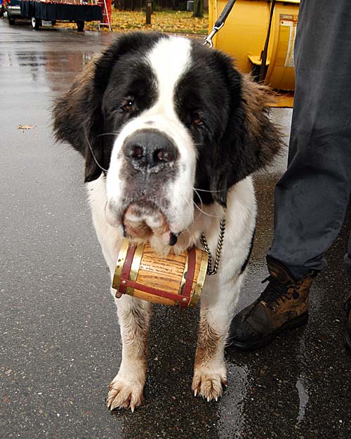 2008 Acton Santa Claus Parade - St Bernard with cask collar  from Frosty Snow Plowing