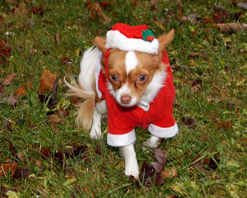 2008 Acton Santa Claus Parade -  little dog in Santa suit