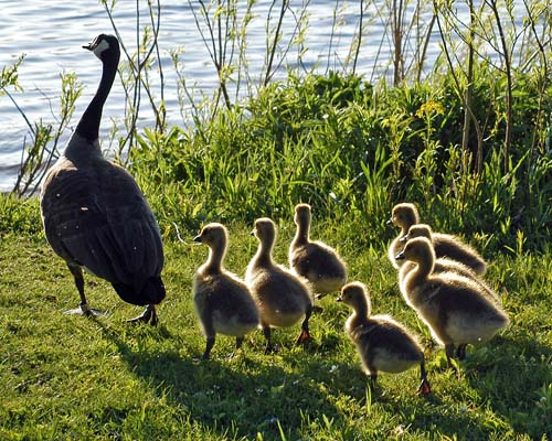 Canada Goose and goslings