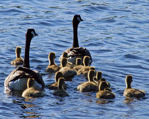 Canada Geese and goslings swimming