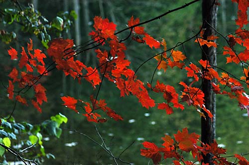 fall trees in Acton