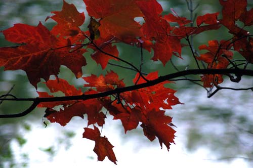 trees turn red in Acton