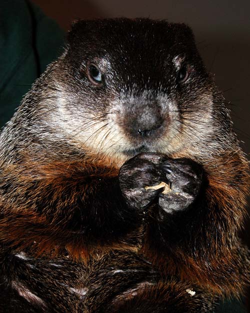 Muskoka Wildlife Centre - cute groundhog