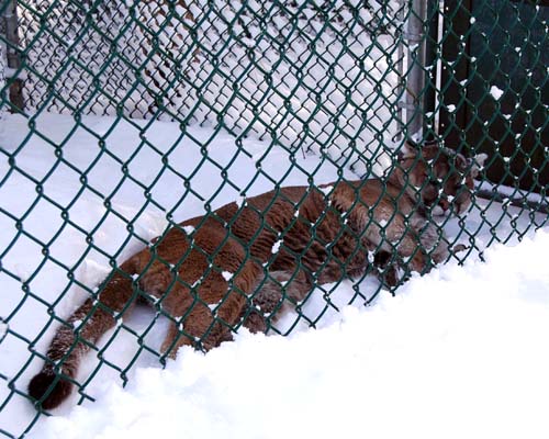 Muskoka Wildlife Centre - Kokanee the cougar