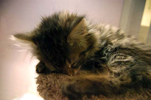 cute kitten at Toronto Animal Services - Horse Palace Building in the CNE