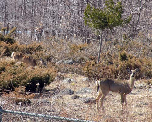 wild deer in the Bruce Nuclear property